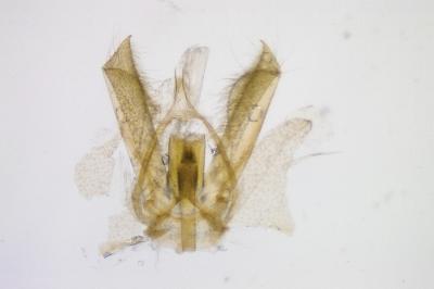 <i>Glyphipterix fuscoviridella</i>