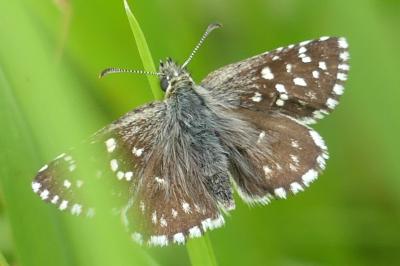 <i>Pyrgus malvae</i>