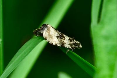 <i>Celypha lacunana</i>