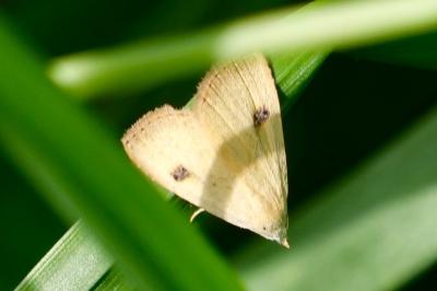 <i>Rivula sericealis</i>