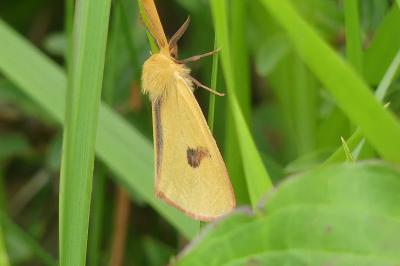 <i>Diacrisia sannio</i>