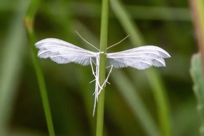 <i>Pterophorus pentadactylus</i>