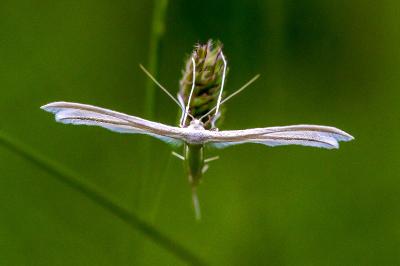 <i>Pterophorus pentadactylus</i>