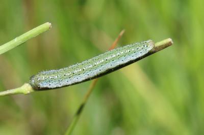 <i>Anthocharis cardamines</i>