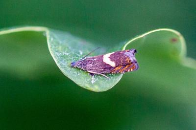 <i>Dichrorampha petiverella</i>