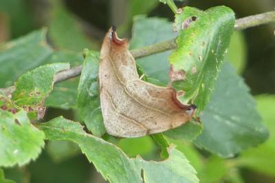 <i>Laspeyria flexula</i>
