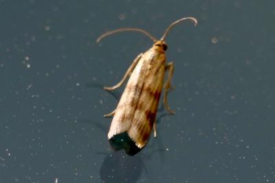 <i>Homoeosoma sinuella</i>