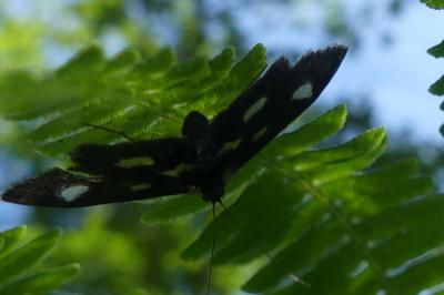 <i>Anania funebris</i>