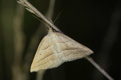 <i>Petrophora chlorosata</i>