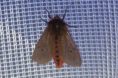 <i>Phragmatobia fuliginosa</i>