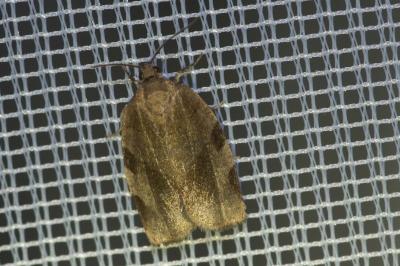 <i>Choristoneura hebenstreitella</i>