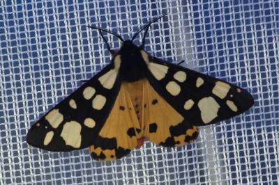 <i>Arctia villica</i>