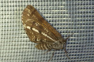 <i>Bupalus piniaria</i>