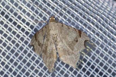 <i>Macaria alternata</i>