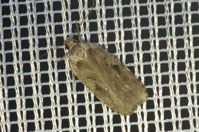 <i>Agonopterix</i>