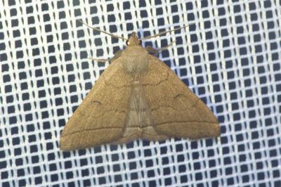 Herminia tarsipennalis