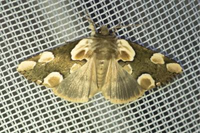 <i>Thyatira batis</i>