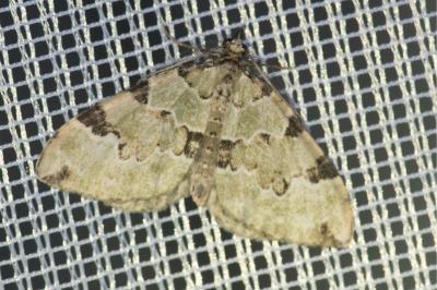 <i>Colostygia pectinataria</i>