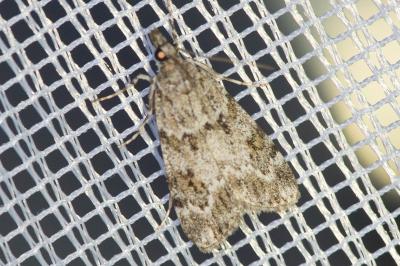 <i>Scoparia ambigualis</i>