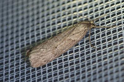 <i>Pachycnemia hippocastanaria</i>