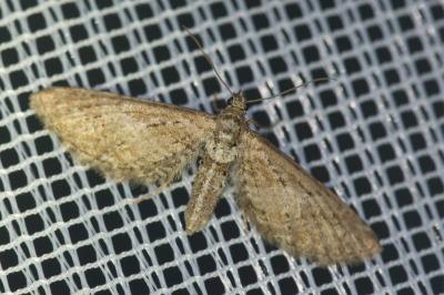 <i>Eupithecia</i>