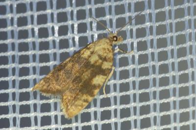 <i>Aleimma loeflingiana</i>