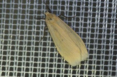 <i>Wittia sororcula</i>