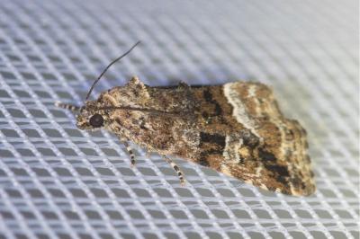 <i>Deltote pygarga</i>