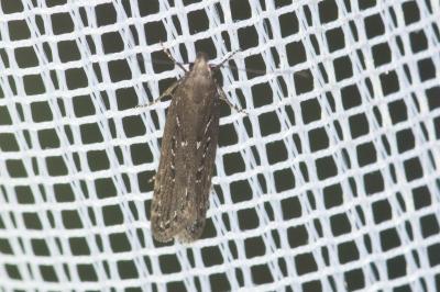 Neofaculta ericetella