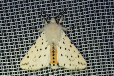 <i>Spilosoma lubricipeda</i>