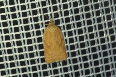 <i>Acleris ferrugana/notana</i>