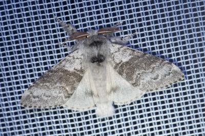 <i>Calliteara pudibunda</i>