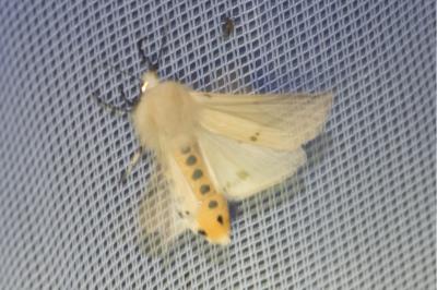 <i>Spilarctia lutea</i>