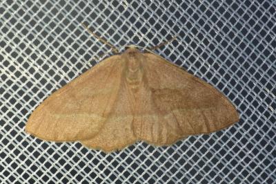 <i>Hylaea fasciaria</i>