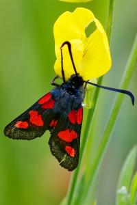 <i>Zygaena trifolii</i>
