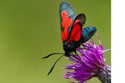 <i>Zygaena trifolii</i>