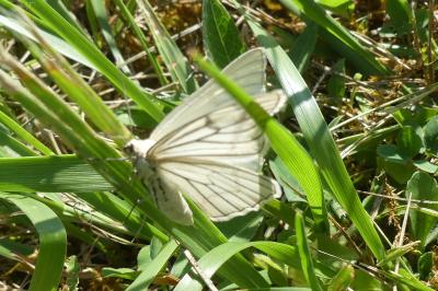<i>Siona lineata</i>