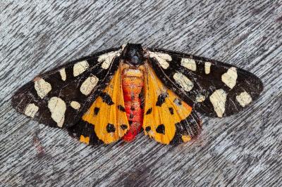 <i>Arctia villica</i>