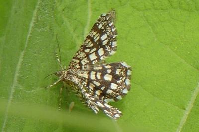 <i>Chiasmia clathrata</i>
