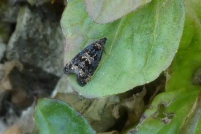 <i>Selenodes karelica</i>