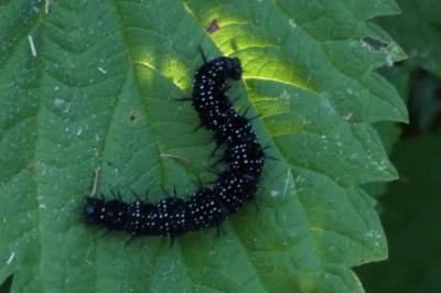 <i>Aglais io</i>