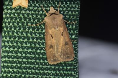 <i>Agrotis exclamationis</i>