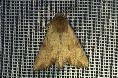 <i>Apamea sublustris</i>