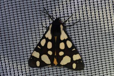 <i>Arctia villica</i>
