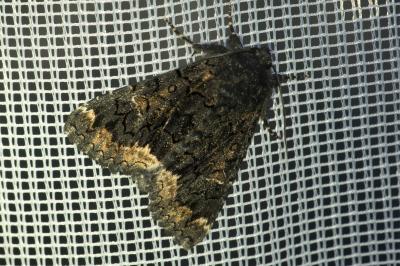 <i>Catephia alchymista</i>