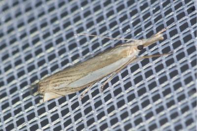 <i>Crambus pascuella</i>