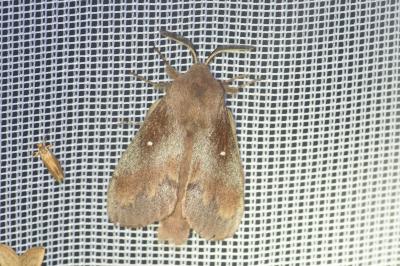 <i>Dendrolimus pini</i>