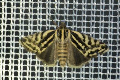 <i>Emmelia trabealis</i>