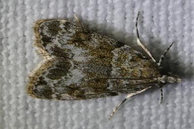 <i>Eudonia mercurella</i>