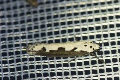 <i>Ethmia bipunctella</i>